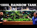 Making An EPIC 1000L Rainbowfish Aquarium FULL BUILD