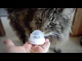 Download Lagu Catnip ball on the wall | Norwegian Forest Cats
