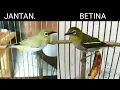 Download Lagu cara mudah membedakan pleci buxtomi jantan/betina