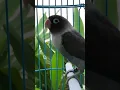 Download Lagu Suara burung lovebird memanggil teman