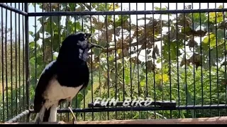 suara kacer gacor jernih untuk pancingan kacer agar lekas gacor dan ngeplong