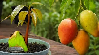 🥭 How to Grow Mango from Seed Quickly and Easily