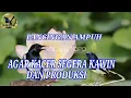 Lagu PANCINGAN, KACER AGAR CEPAT KAWIN DAN PRODUK,|PANCINGAN PENANGKARAN KACER|