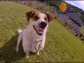 Sun Microsystems Java That Damn Dog Commercial