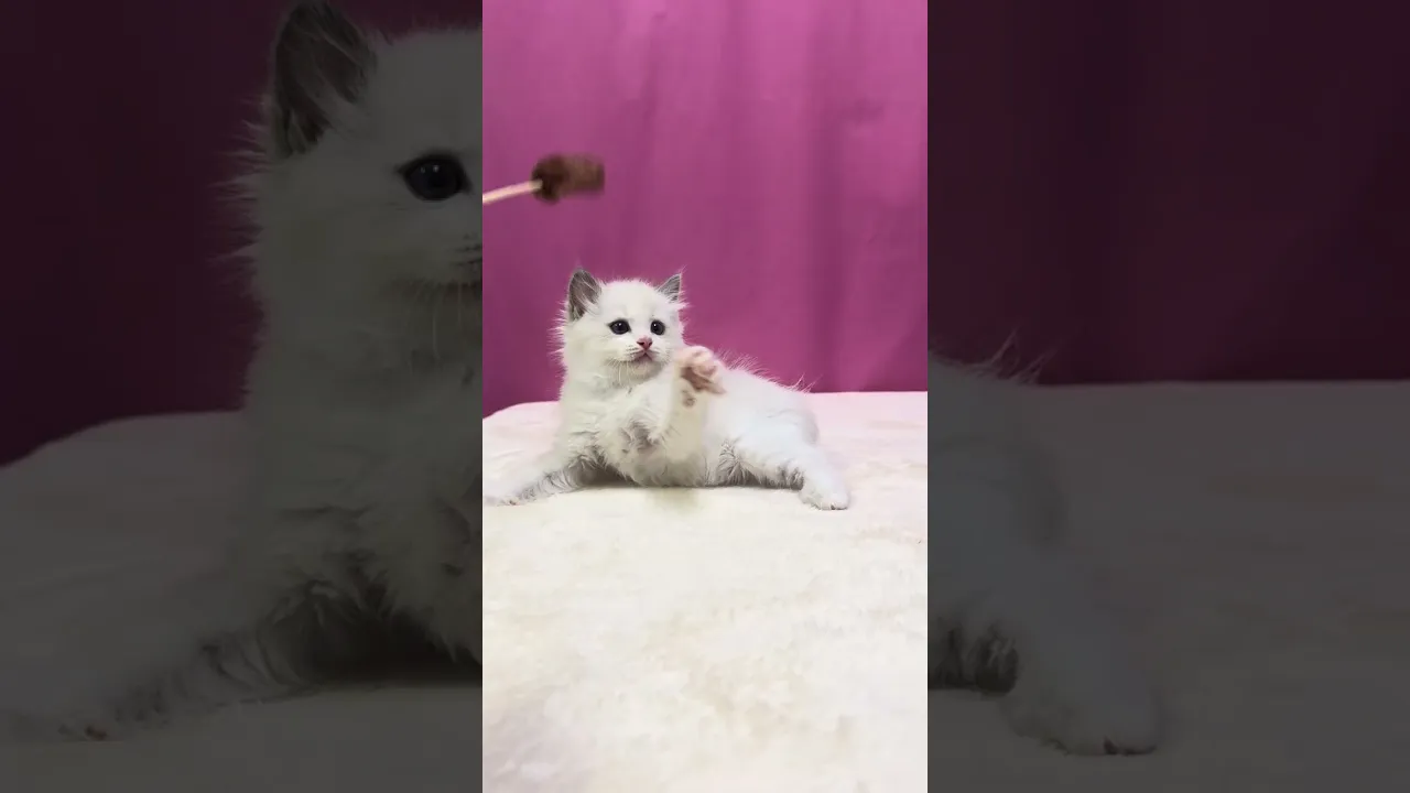 動画