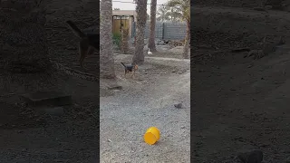 Zara زارا رکس 