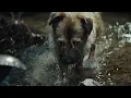 Imminence - Shed Your Skin (Visual Experience)