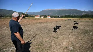 Josipovi hrvatski ovčari sve traženiji za čuvanje ovaca