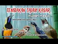 Download Lagu Kompilasi Masteran Juara !! Cucak cungkok, Gereja tarung, Rambatan doraemon, Cucak jenggot