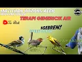 Download Lagu MASTERAN BURUNG KECIL||gereja tarung, prenjak betina, kenari,dan rambatam paruh merah #kicaumania