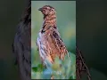 Download Lagu suara burung puyuh yang umum #viral #burung #alam #rap #satwa liar #komedi #hewan #anjing #musik #suara burung