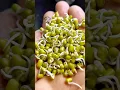 Download Lagu Home Made Sprouts ASMR 🌱 | Simple \u0026 Healthy Snack | Kalipesey