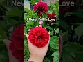 Download Lagu I never fall in love ❤️ 😍, #beautiful, #flowers 💐