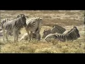 Biomes Savanna Biology Ecology