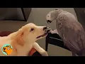 Download Lagu Parrot Was the Only Child Until a Puppy Arrived | Cuddle Buddies
