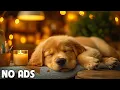 Download Lagu 12 Hours of Dog Calming Music for Dogs 💖 Separation Anxiety Relief Music for Dogs 🐶🎵 dog music