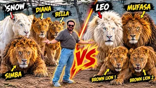 Snow, Bella, Leo and mufasa back to home 🏠snow aggressive sab pr😱(Mian saqib)
