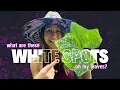 How to Identify Treat White Spots on Squash Leaves A Guide to Powdery Mildew