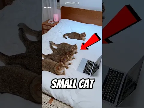 Small Cat 😱