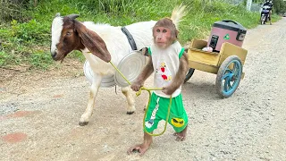 unbelievable cutis u0026 goat secretly take all things in house to sell