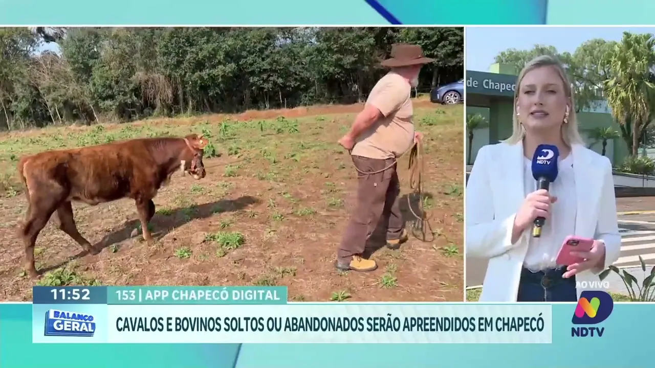 Animais Soltos em Chapecó: Prefeito Anuncia Apreensão e Multas