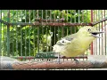 Download Lagu Suara Burung sirtu jantan belajar bunyi