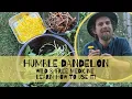 Download Lagu The Humble Dandelion Is a  Free Wild Medicine |Learn How to Use It!