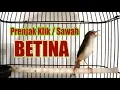 Download Lagu Prenjak KLIK BETINA ini Pandai MEMIKAT Prenjak Klik JANTAN AGAR GACOR dan NEMBAK