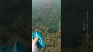 الهامور وراها 