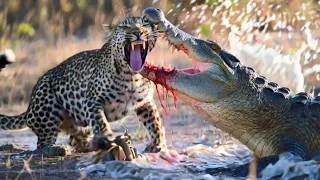 Jaguar Contra Cocodrilo: ¡¡¡una lucha a muerte!!! ¡¡¡Increíble!!!