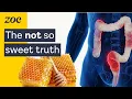 Download Lagu Is honey really better than sugar? | Dr. Sarah Berry
