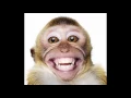 Monkey gifs