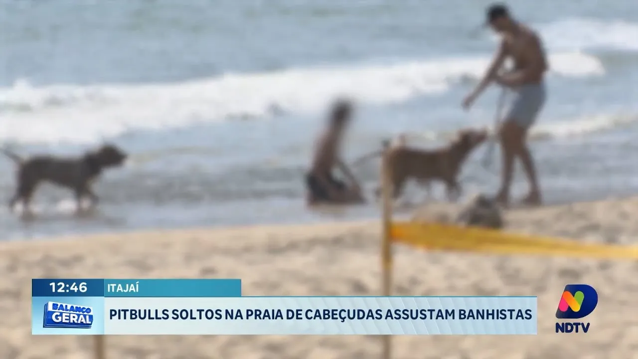 Pitbulls soltos na praia de Cabeçudas assustam banhistas