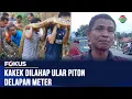 Ular Piton 8 Meter Telan Kakek Saat Berkebun, Warga Temukan dalam Kondisi Perut Membesar | Fokus