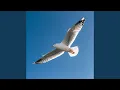Seagull on the Wind