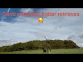 Download Lagu Ayam hutan Yorkshire Selatan dalam angin kencang!!