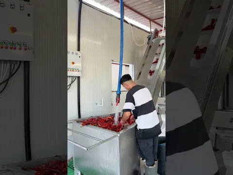 Karaisalı biber salçası çekimi