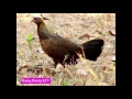 Download Lagu tiếng gà mái gọi trống chuẩn 95% ( hoàng dương KTV )