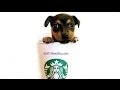 STARBUCKS VENTI MOCHACCINO