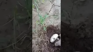 الفطر في حاوي بلدة أبو حمام في ريف دير الزور الشرقي جزيرة 