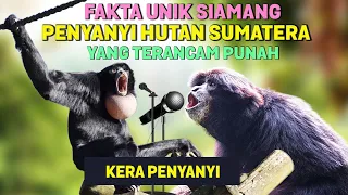 Download Tau Belum Ternyata SIAMANG Adalah Hewan Paling Setia dan Suaranya Merdu - Fakta Unik Owa Siamang MP3