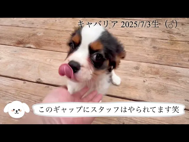 動画