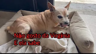 Pinscher que não gosta da Virgínia