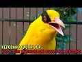 Download Lagu KEPODANG EMAS GACOR DOR.. Suara podang kuning cocok buat PANCINGAN KEPODANG dan SUARA PIKAT KEPODANG