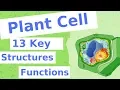 The Plant Cell 13 Key Structures