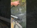 Download Lagu Tak ada yang menyangka bisa melihat ini di danau terbengkalai🐟💥