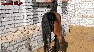 الفرق بين البغل والنغل سبحان الله تزاوج حصان ذكر حمارة نغل تزاوج حمارة فرسة بغل 