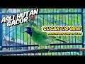 Download Lagu Suara Cucak Ijo Mini 💯 Pancingan Emosi Ijo Mini Bahan Langsung Gacor 💯Ampuh