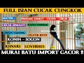 Download Lagu MURAI BATU GACOR ~ FULL ISIAN CUCAK CUNGKOK - PANCINGAN MURAI AGAR BUNYI  - MASTERAN MURAI BATU