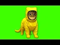 Download Lagu OIIA OIIA BACKROOMS Spinning CAT